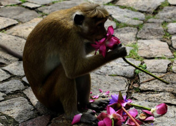 Ein Makake in Sri Lanka