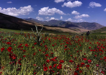 Mohnfeld in Armenien