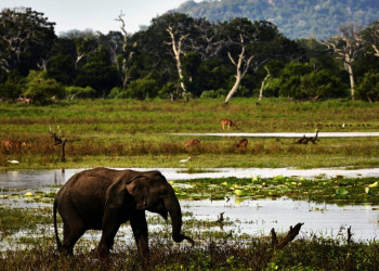 Zusammen halten wir Ausschau nach Elefanten.