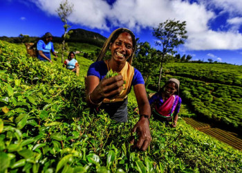 Tee pflücken in Sri Lanka