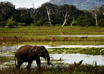 Zusammen halten wir Ausschau nach Elefanten.