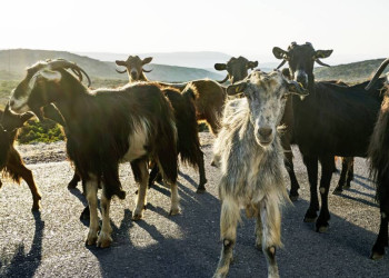 Tierische Begegnungen auf Kreta