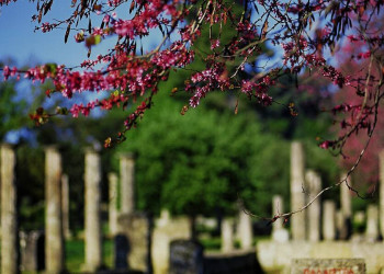 Säulen und Blüten in Olympia