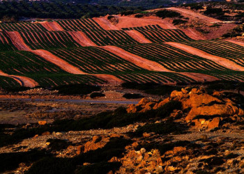 Terrassenfelder im Abendlicht auf Kreta