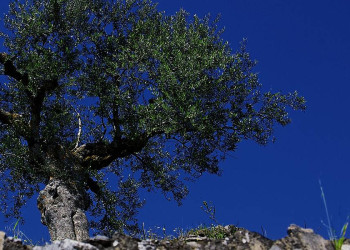 Schöner Blickfang: ein Olivenbaum in Griechenland