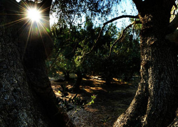 Ständiger Begleiter auf Kreta: Olivenbäume