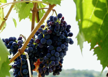 Im Piemont wachsen wundervolle Weinreben