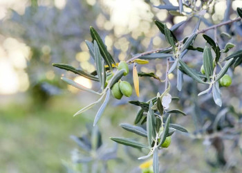 Olivenbaum in der Toskana