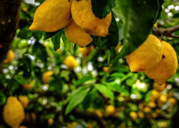 Zitronen – typisches Produkt für den Süden Italiens