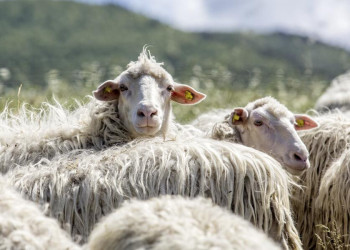 Die Toskana: einer der größten Schafsmilchproduzenten Europas