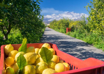 Sizilien - das Land, wo die Zitronen blühen!