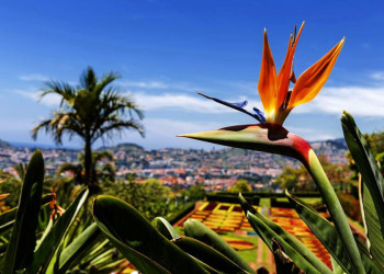 Strelizien - in Madeira allerorten