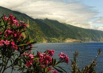 Oleander an der Küste von Madeira