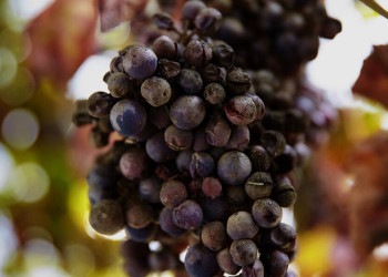 In Portugal gibt es köstliche Weine!