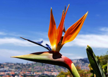 Strelitzien - in Madeira allerorten
