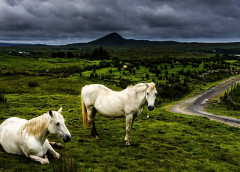Connemara-Ponys in der gleichnamigen Region