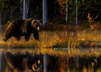 Ein Bär im herbstlichen Umfeld