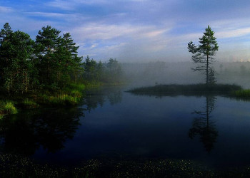 Magische Stimmung im estnischen Moor am Morgen