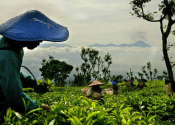 Teeplantage auf Java