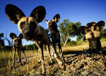 Afrikanische Wildhunde in Sambia