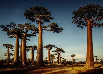 Die Avenue de Baobab an Madagaskars Westküste