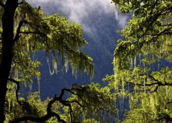 Wald in Bhutan