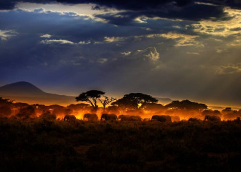 Ein erhabener Anblick - eine Elefantenherde im Morgenlicht