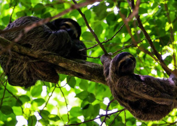 Die heimlichen Stars Mittelamerikas