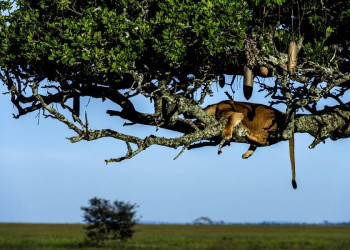 Löwe auf Leberwurstbaum