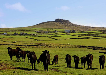 Was gibt es neben Schafen noch in Irland? Kühe!