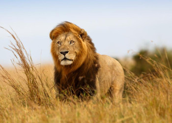 Löwe im Krügerpark