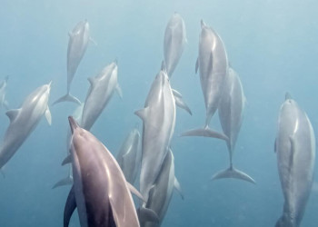 Delfine vor der Insel Mauritius