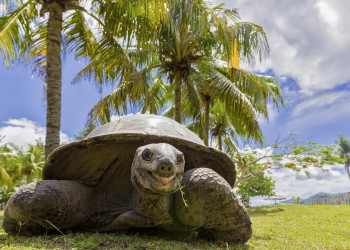 Riesenschildkröte