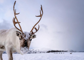 Typisch Lappland: knuffige Rentiere