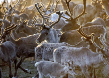 Rentierherde im Abendlicht