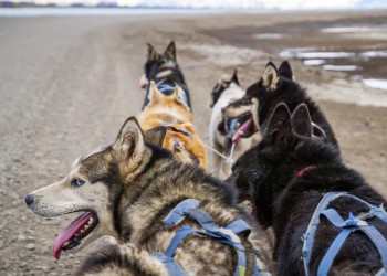 Fahrt mit Huskygespann