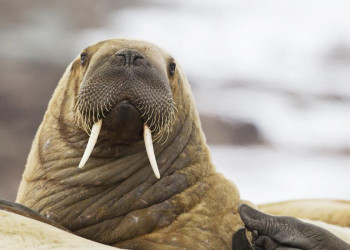 Robbe in Nahaufnahme