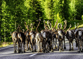 Rentiere auf der Straße