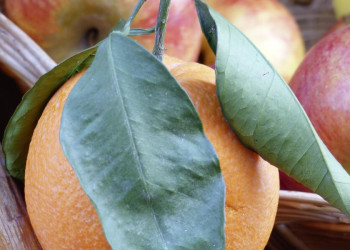 Frisches Obst in Griechenland