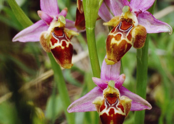 Hummel-Ragwurz Blüte