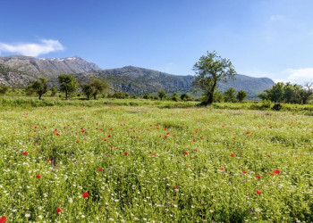 Blühende Wiese auf der Lassithi Hochebene