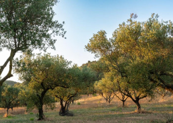 Olivenhain auf Korfu in der Abendsonne