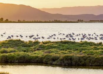 Flamingos in einer Lagune im Ebrodelta bei Sonnenuntergang