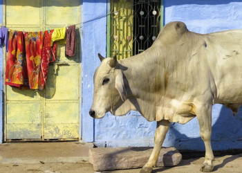 Heilige Kuh im indischen Alltag