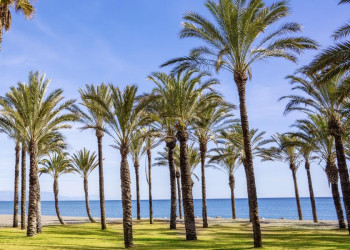 Palmenparadies am Meer