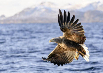 Seeadler im Flug über Norwegens Küste
