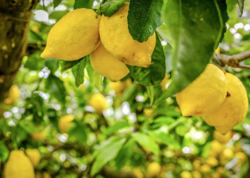 Zitronen – typisches Produkt für den Süden Italiens