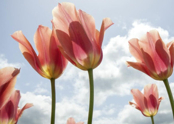 Rosa Tulpenblüten im Keukenhof