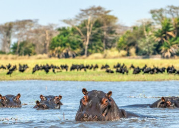 Flusspferde im Kazinga-Kanal