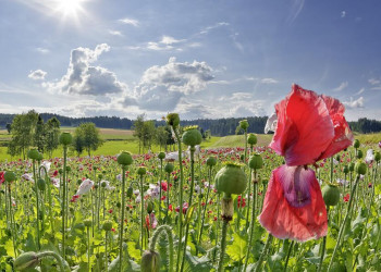 Idylle pur: ein Mohnblumenfeld